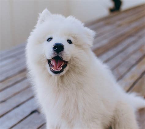 40 Fluffy Dog Breeds Thatll Melt Your Heart Small Medium And Large