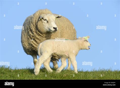 Domestic Sheep Texel Ewe And Lamb Calling In Pasture Texel West