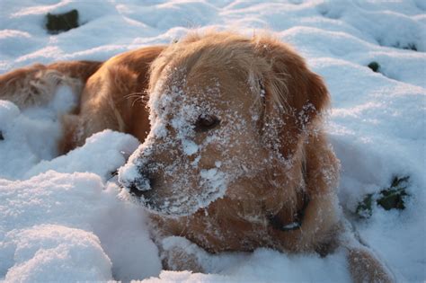 Free Images Snow Winter White Frost Puppy Pet Weather Season