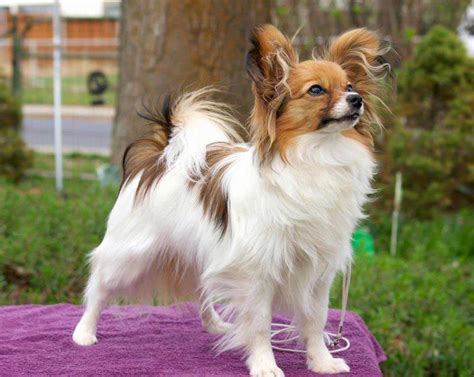 Papillon Dog Breed Information And 30 Cute Pictures Fallinpets
