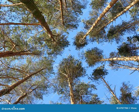 Top Of Pine Trees Stock Photo Image Of Country Calm 4707784