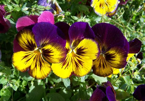 Purple And Yellow Pansy Flower · Free Photo On Pixabay