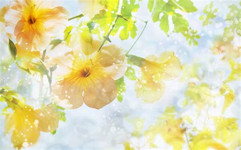 Sunshine Wallpaper Flowers Hd Desktop Wallpapers 4k Hd