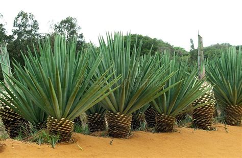 Rope Of Sisal Plant Agave Sisalana Plantation At Fort Dauphin In