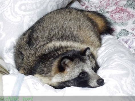 Theres A Japanese Dog That Looks Like A Raccoon And The