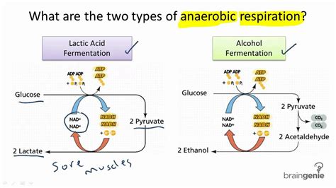 Using the same yeast i repeated this experiment at 40c, 45c, 50c and 60c. Anaerobic Respiration Overview | Create WebQuest