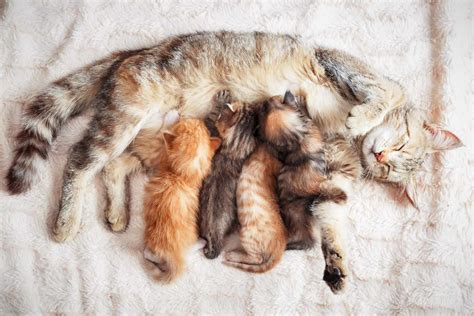 A Guide To Caring For Your Cat Pregnant With Kittens
