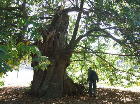 Greenwich Park Greater London Ancient Tree Forum