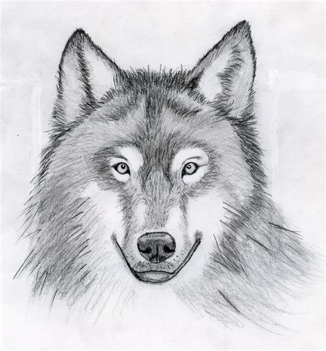 Wolf Head Drawing By Cywolfe On Deviantart