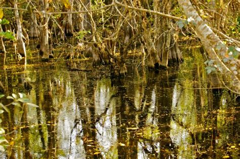 Everglades National Park Visit Usa