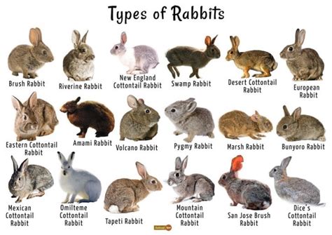 What Are The Different Types Of Rabbits Here Bunny