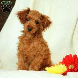 What age can i bring my bernedoodle puppy home. Cindy-F1B - Mini Bernedoodle Puppy For Sale in ...