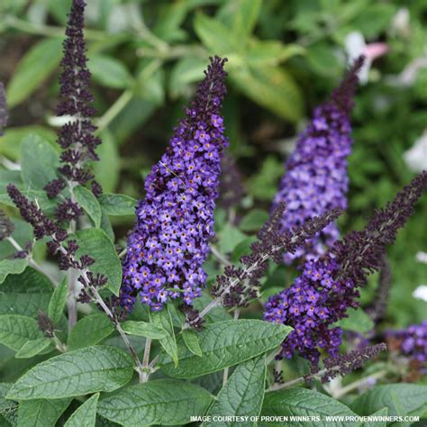 The stems are unusually thick and strong for a dwarf plant, giving it a very sturdy look. Pugster Butterfly Bush for Sale at The Grass Pad