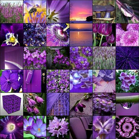 Purple All Things Purple Purple Tulips Purple Orchids