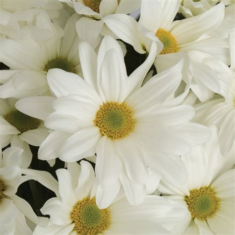 Chrysanthemum Indicum Clearview White Pot Mum From Garden Center