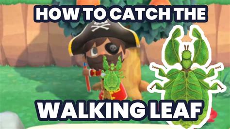How To Catch Walking Leaf Bug In Animal Crossing New Horizons Youtube