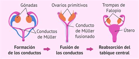 Formación Del útero Durante El Desarrollo Embrionario