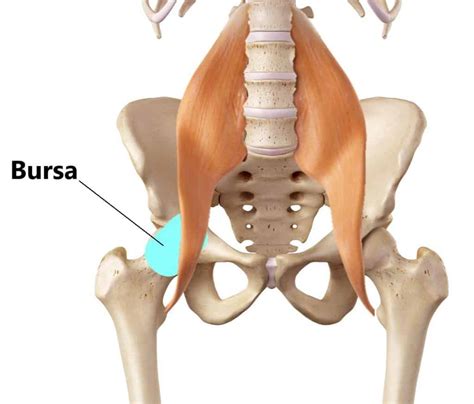 Bursite Isquiática Clínica Dr Hong Jin Pai Dor Fisiatria E