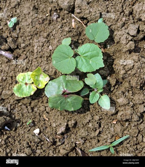 Various Broad Leaved Weeds In A Very Young Seedling Cotton Crop Just