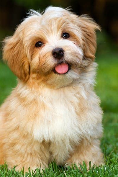 Havanese Dog Breed Facts And Information Wag Dog Walking
