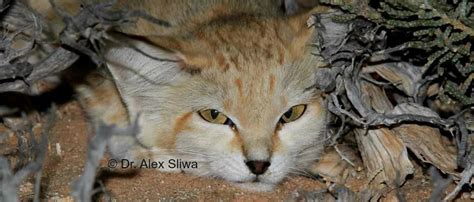 Sand Cats Of Morocco International Society For Endangered Cats Isec
