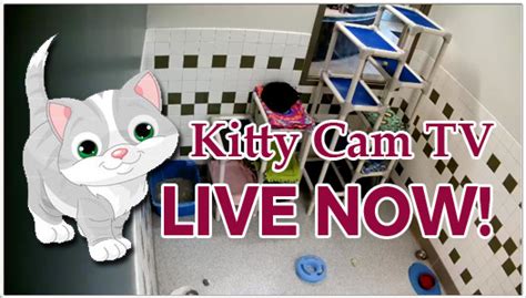 Kitty Cam Tv Humane Society Of Douglas County