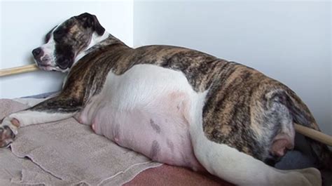 Pregnant Dog With Giant Belly Is Exhausted Giving Birth—then Owners
