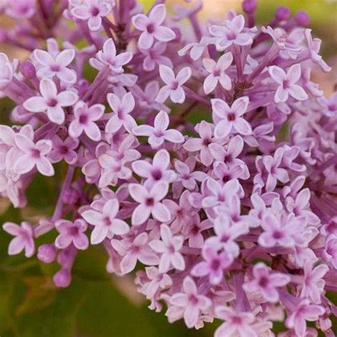 Syringa Josee Reblooming Lilac Syringa Garden Retreat Ideas Flowering Shrubs