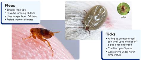 Dealing With Fleas And Ticks On Your Pets All That You Need To Know