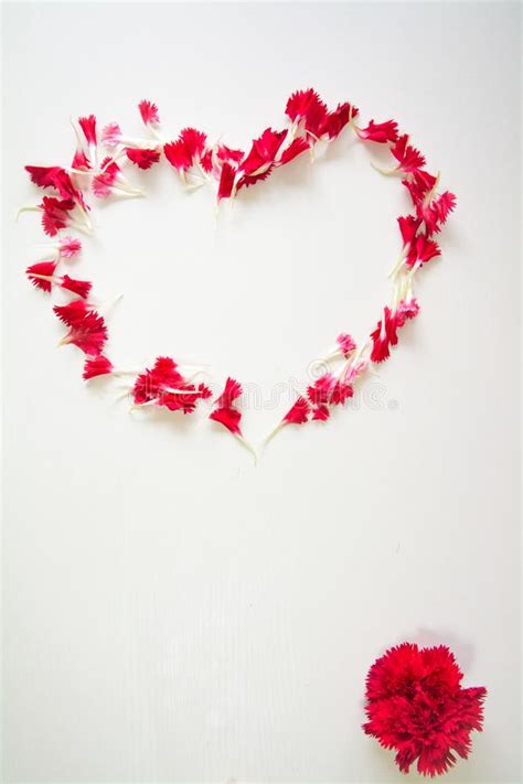 Heart Shape Made By Red Carnation Petals Stock Image Image Of