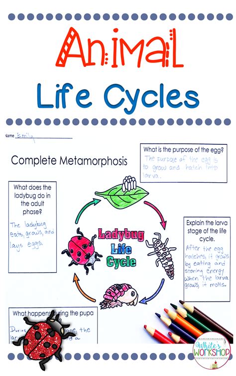 Animal Life Cycles Unit Animal Life Cycles Life Cycles Science Task