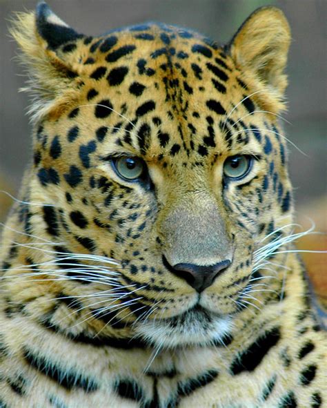 Amur Leopard Flickr Photo Sharing