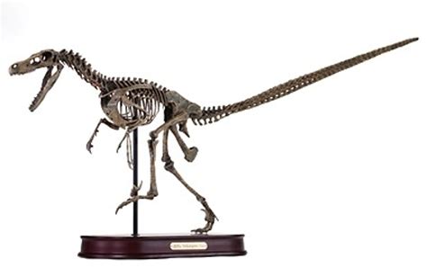 Velociraptor Skeleton By Dinostoreus Dans Dinosaurs