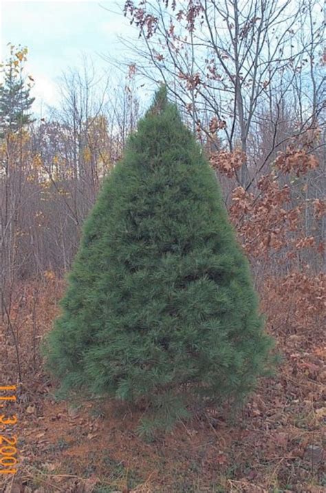 Small Evergreen Trees For Landscaping