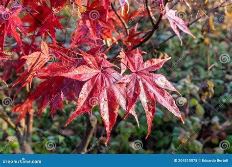 Tree With Red Leaves Stock Image Image Of Foliage Branch 204310075