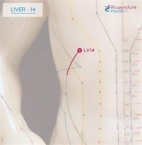 Liver 14 Last Point On Liver Channel Qimen Acupuncture Points