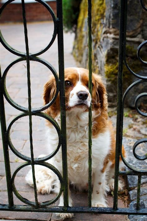 A Sad Dog Behind A Fence Stock Photo Image Of Look Entrance 84741342