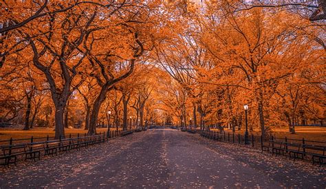 Hd Wallpaper Man Made Central Park Fall Foliage New York Tree