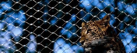 Burger Zoo Leopard And Jackal Mesh Fence Enclosure Zoo Jackal