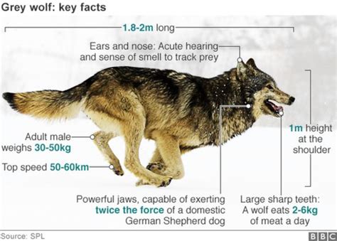 Grey Wolf Facts Facts About Wolves Wolf Wolf Information