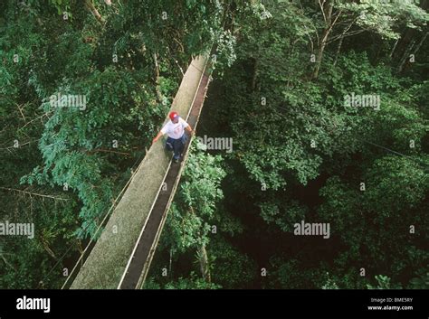 Peru The Amazon Canopy Walkway Fotos E Imágenes De Stock Alamy