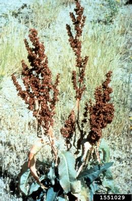 Wyoming county weed and pest districts. Rumex crispus | WY Cooperative Agricultural Pest Survey ...