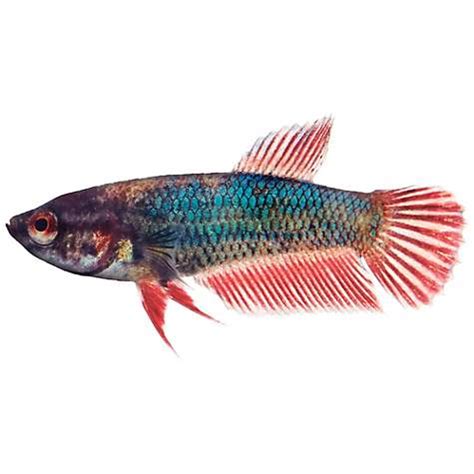 What do baby betta fish look like. Baby Betta | Petco
