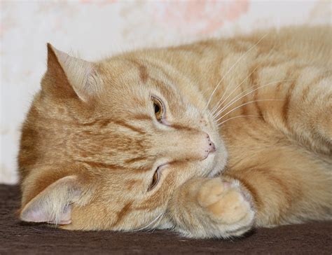Ginger Cat 3 Free Photo Download Freeimages