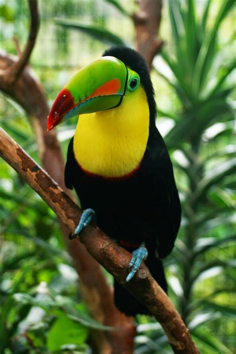 Pura Vida Au Costa Rica Fauna Y Flora