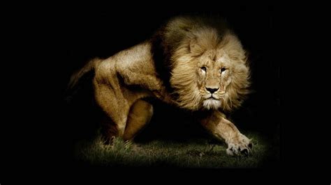 Lion 1080p Wallpaper Wallpapersafari