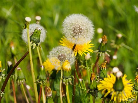 Dandelion Cycle Dandelions In Various Flowering Stages Johan Flickr