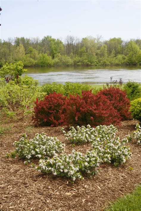 Adaptable to most any soil, this versatile little black chokeberry offers dark glossy foliage, loads of white flowers in spring, black summer fruit, and intense red foliage in autumn. Aronia - Low Scape Mound™ - Pleasant View Gardens