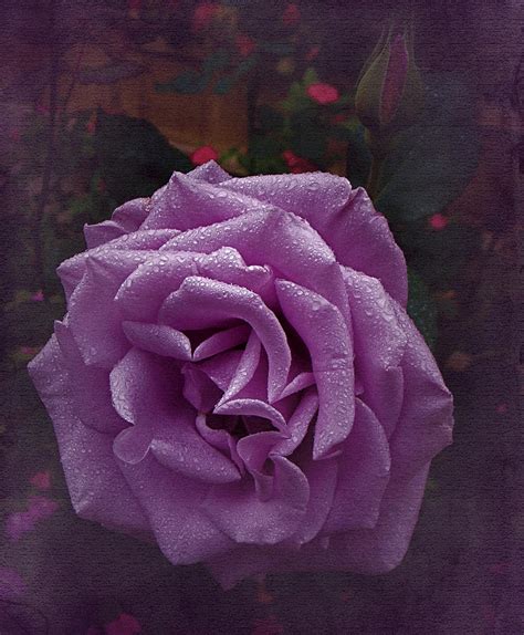 Vintage Purple Rose Photograph By Richard Cummings Fine Art America