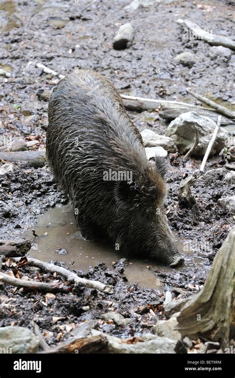 Wild Boar Sus Scrofa Taking A Mud Bath In Quagmire To Get Rid Of